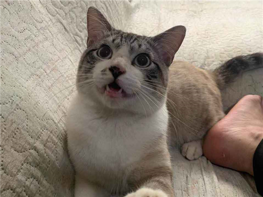 Gato para adoção Macho Pequeno 1 ano