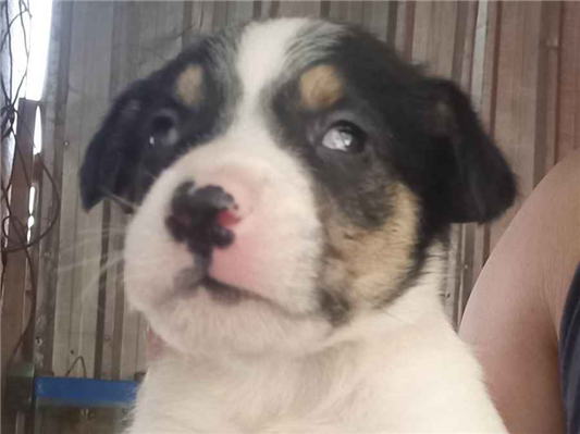 Cachorro cão para adoção Macho Médio  Abaixo de 2 meses 