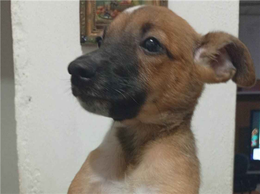 Cachorro cão para adoção Fêmea Médio  2 a 6 meses 