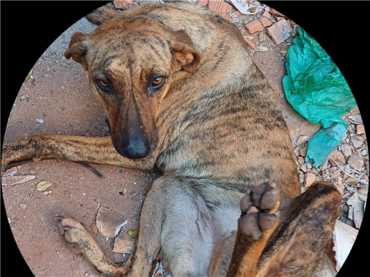 Cachorro cão para adoção Fêmea Médio  3 anos 