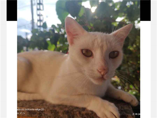 Gato Procura-Perdido Fêmea Médio 5 anos 