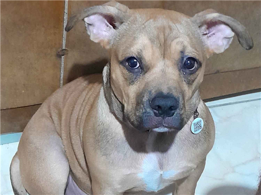 Cachorro cão para adoção Fêmea Médio  7 a 11 meses 
