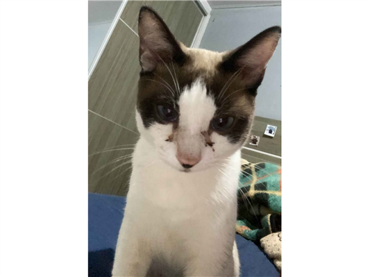 Gato para adoção Macho Médio 1 ano