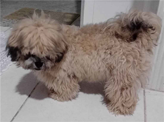 Cao - Macho Pequeno1 ano