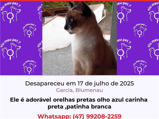 Gato Procura-Perdido Macho Médio 7 a 11 meses 