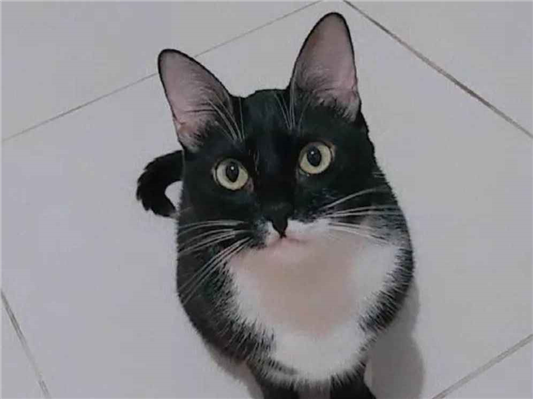 Gato para adoção Fêmea Médio 5 anos