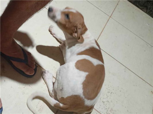 Cao - Fêmea PequenoAbaixo de 2 meses