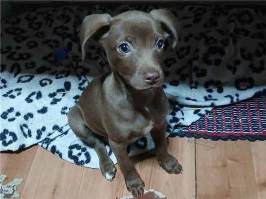 Cachorro cão para adoção Fêmea Médio  2 a 6 meses 