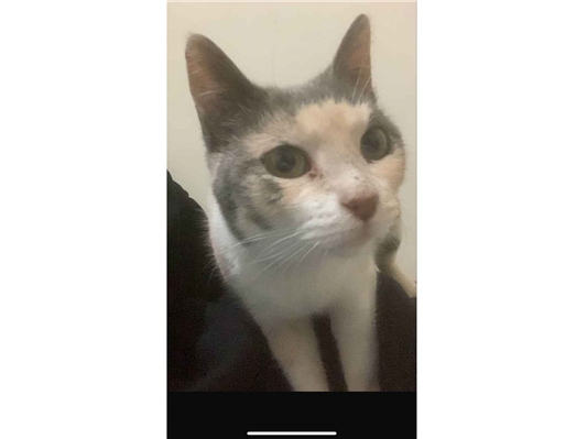 Gato para adoção Fêmea Médio 1 ano