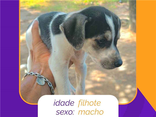 Cachorro cão para adoção Ambos Médio  2 a 6 meses 