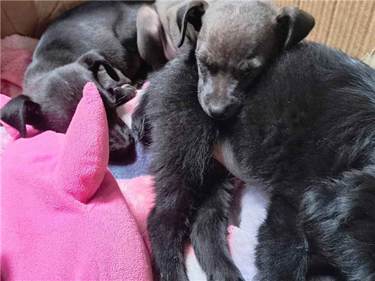 Cachorro cão para adoção Ambos Médio  2 a 6 meses 