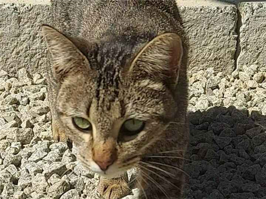 Gato - Fêmea Pequeno1 ano