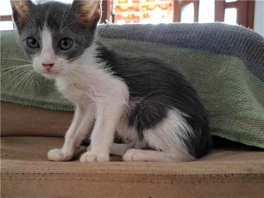 Gato para adoção Macho Pequeno 2 a 6 meses