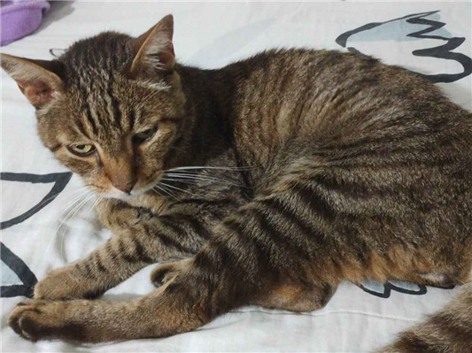 Gato para adoção Macho Médio 6 anos Acima