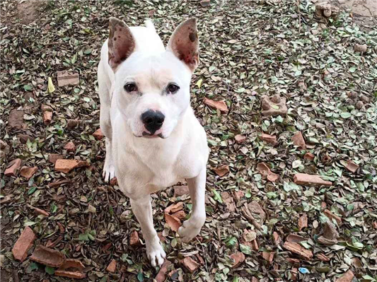 Cachorro cão para adoção Macho Médio  1 ano 