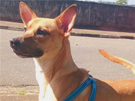 Cachorro cão para adoção Macho Médio  1 ano 