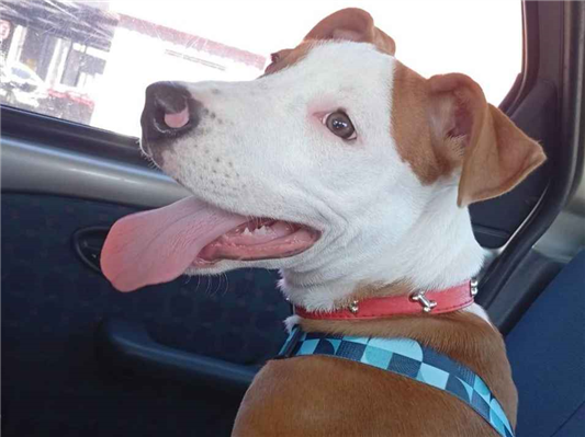 Cachorro cão para adoção Macho Médio  7 a 11 meses 