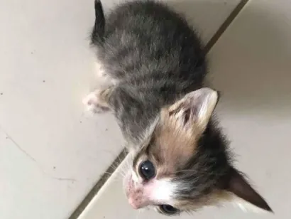 Gato SRD-ViraLata Pequeno Abaixo-de-2-meses