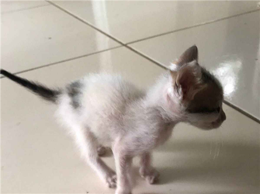 Gato - Macho MédioAbaixo de 2 meses