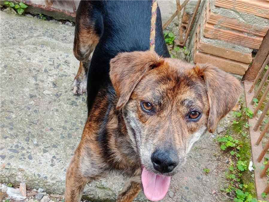 Cachorro cão para adoção Macho Médio  2 anos 
