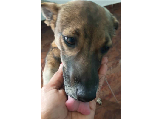 Cachorro cão para adoção Fêmea Pequeno 1 ano 