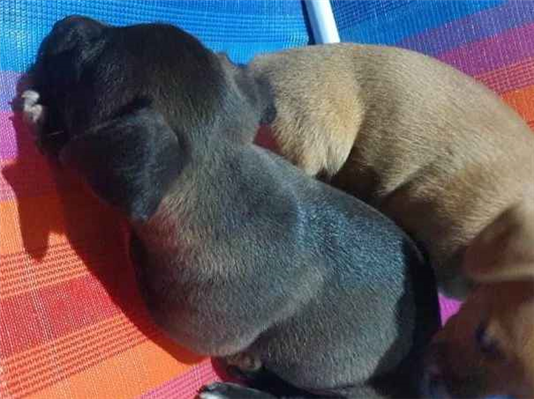 Cachorro cão para adoção Fêmea Pequeno Abaixo de 2 meses 