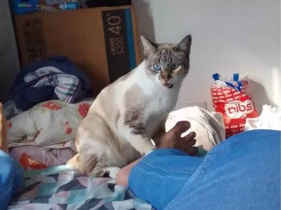 Gato Exótico Pequeno 5-anos