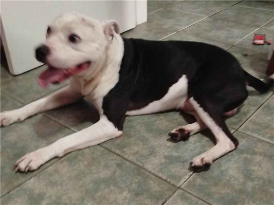 Cachorro cão para adoção Macho Médio  2 a 6 meses 
