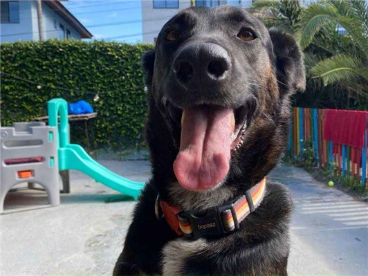 Cachorro cão para adoção Macho Grande 2 anos 