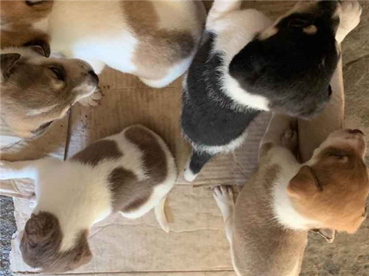 Cachorro cão para adoção Ambos Médio  Abaixo de 2 meses 