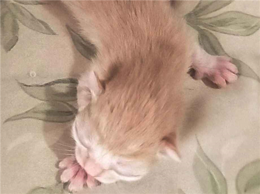 Gato para adoção Macho Médio Abaixo de 2 meses