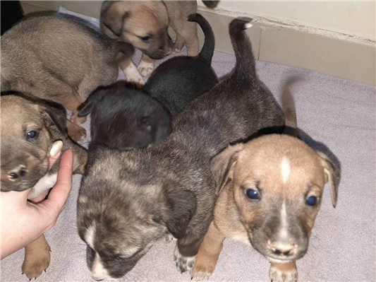 Cachorro cão para adoção Ambos Pequeno Abaixo de 2 meses 