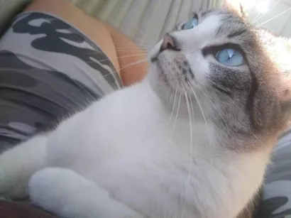 Gato SRD-ViraLata Pequeno 5-anos