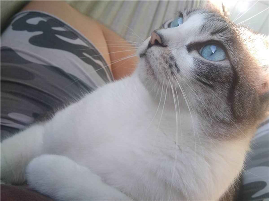 Gato para adoção Fêmea Pequeno 5 anos