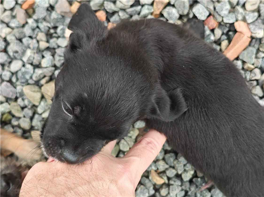Cachorro cão para adoção Macho Pequeno 2 a 6 meses 