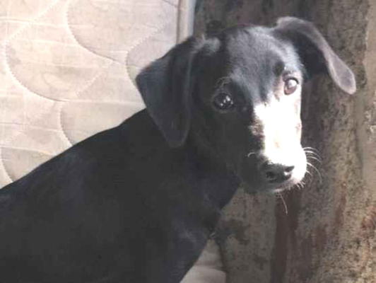 Cachorro cão para adoção Fêmea Médio  2 a 6 meses 