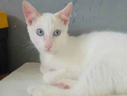 Gato SRD-ViraLata Pequeno 2-a-6-meses