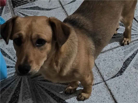Cachorro cão para adoção Fêmea Médio  1 ano 