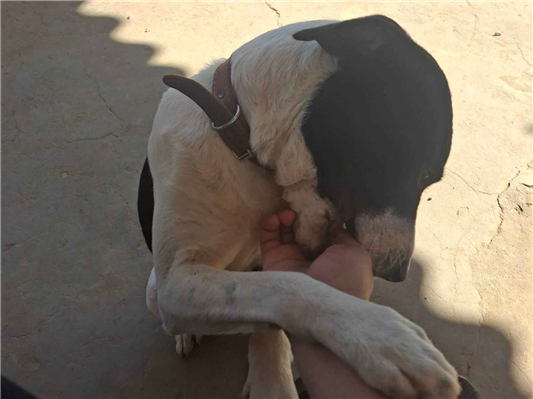 Cachorro cão para adoção Macho Médio  1 ano 
