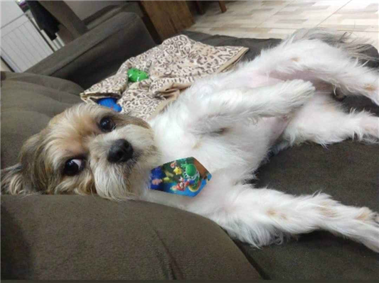 Cachorro cão para adoção Macho Pequeno 5 anos 
