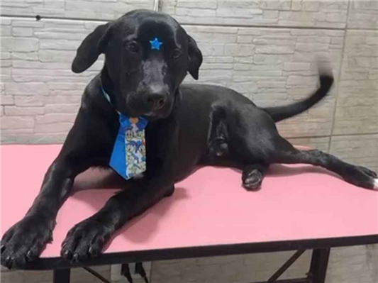 Cachorro cão para adoção Macho Médio  7 a 11 meses 