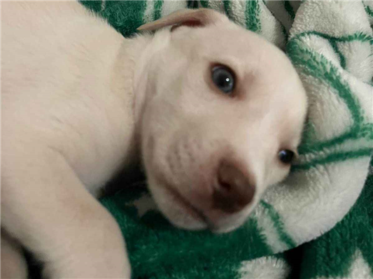 Cachorro cão para adoção Macho Médio  Abaixo de 2 meses 