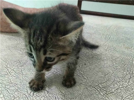 Gato para adoção Macho Pequeno Abaixo de 2 meses