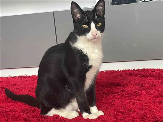 Gato Procura-Perdido Macho Pequeno 7 a 11 meses 