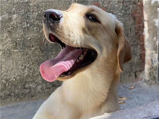 Cachorro cão para adoção Macho Médio  1 ano 