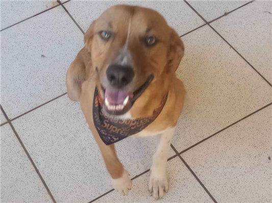 Cachorro cão para adoção Macho Médio  1 ano 