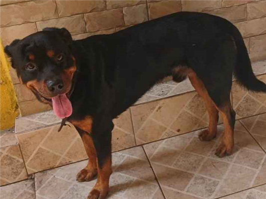 Cachorro cão para adoção Macho Médio  4 anos 