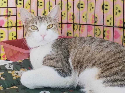 Gato para adoção Fêmea Pequeno 1 ano
