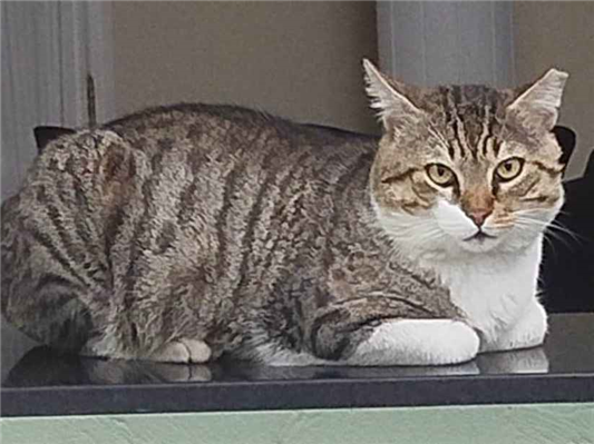 Gato para adoção Macho Pequeno 3 anos