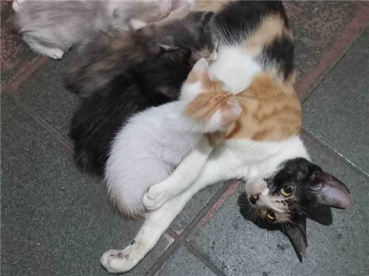 Gato para adoção Ambos Pequeno Abaixo de 2 meses